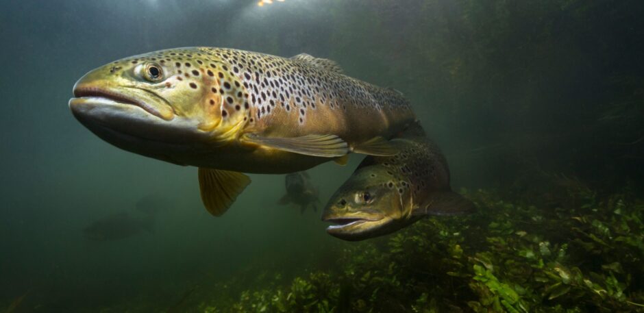 Brown Trout Fishing