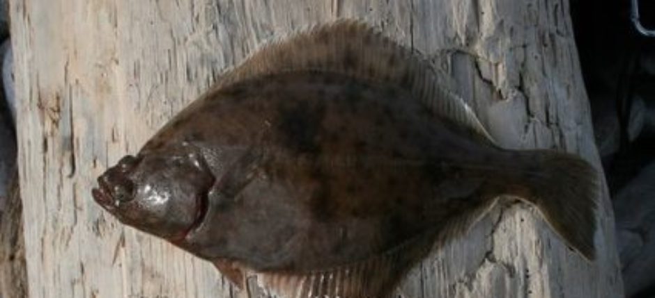 flounder fishing flounder fishing