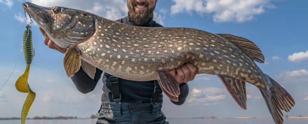 http://ultimatefishingsite.net/northern-pike-fishing/wp-content/uploads/sites/7/2024/01/big-pike-page-1024x415.jpg