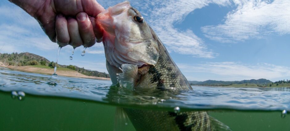 Spotted Bass Fishing