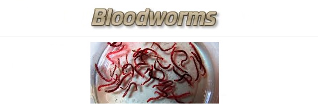 Fishing with Bloodworms as Bait