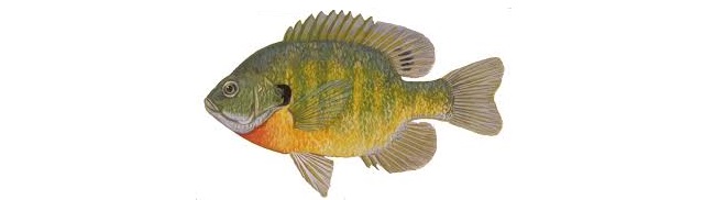 bluegill as bait for big bass Best Ways to Catch Big Largemouth Bass