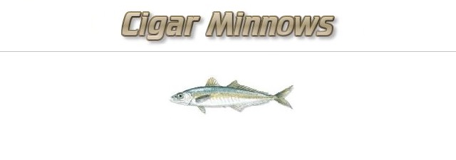 Saltwater Types of Live Bait & Natural Baits