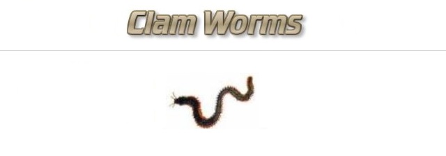 Fishing with Clam Worms as Bait