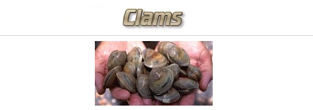 Fishing with Clams as Bait