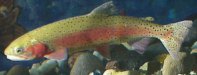 cutthroat trout header Hard Baits