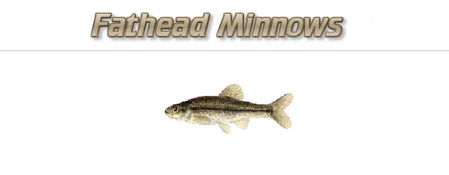 Minnows  Smallmouth Bass Fishing
