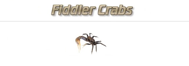 Fishing with Fiddler Crabs as Bait