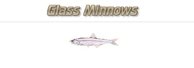 Fishing with Glass Minnows (Anchovies) as Bait
