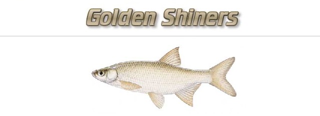 Fishing with Golden Shiners