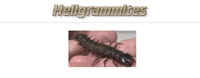 Hellgrammites, Live bait fishing 