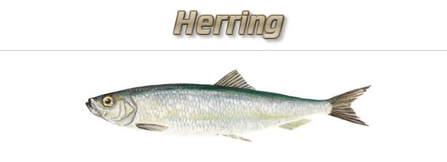 Fishing with Herring  Ultimate Fishing Site