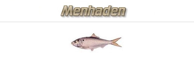 Fishing with Menhaden as Bait