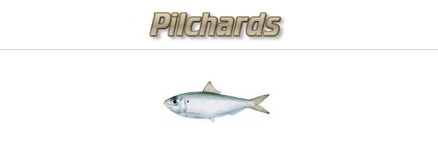 Fishing with Pilchards as Bait