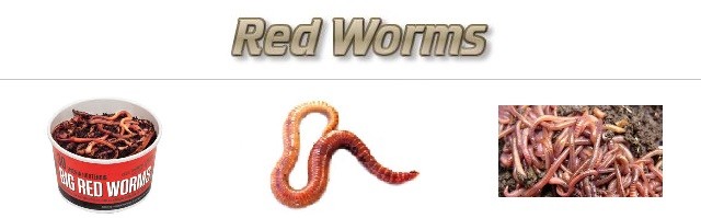 Fishing with Red Worms