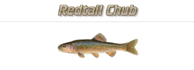 redtail chub header Best Ways to Catch Big Largemouth Bass