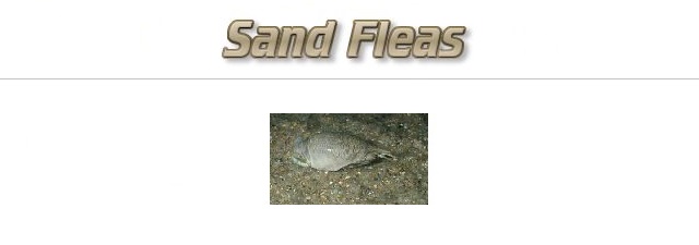 Fishing with Sand Fleas as Bait