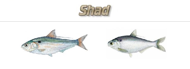 Fishing with Shad  Ultimate Fishing Site