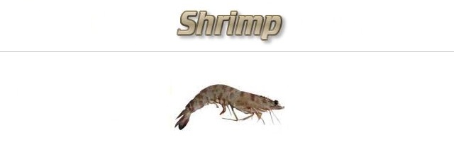 Fishing with Shrimp as Bait