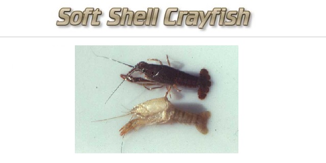 Fishing with Soft Shell Crayfish (Crawfish)