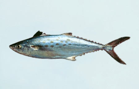 spanish macro fish