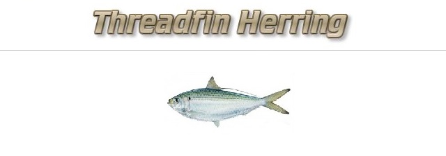 Fishing with Threadfin Herring as Bait