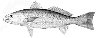 weakfish