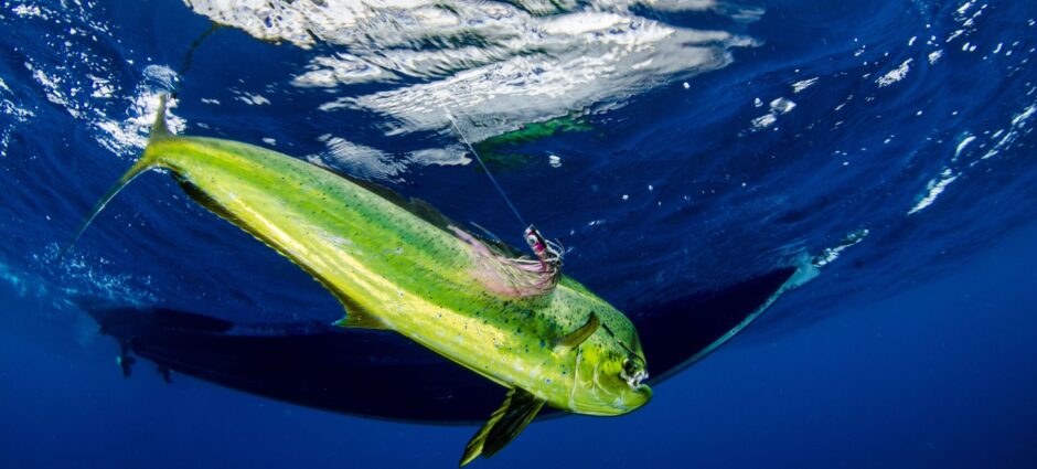 Mahi Mahi Fishing