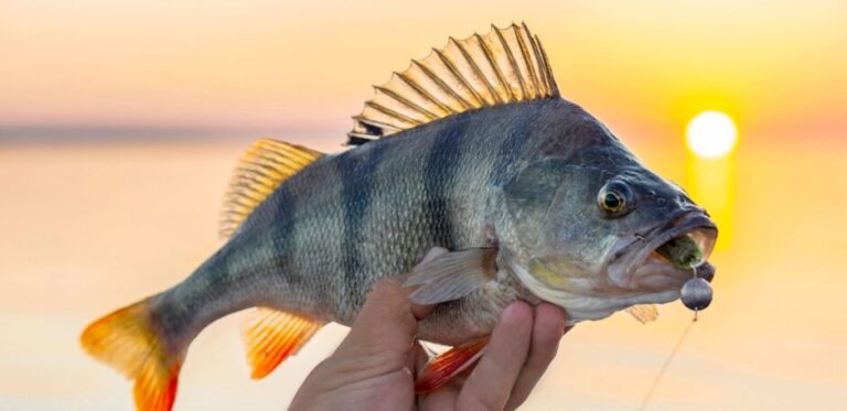 Drop Shot Rig | Perch Fishing